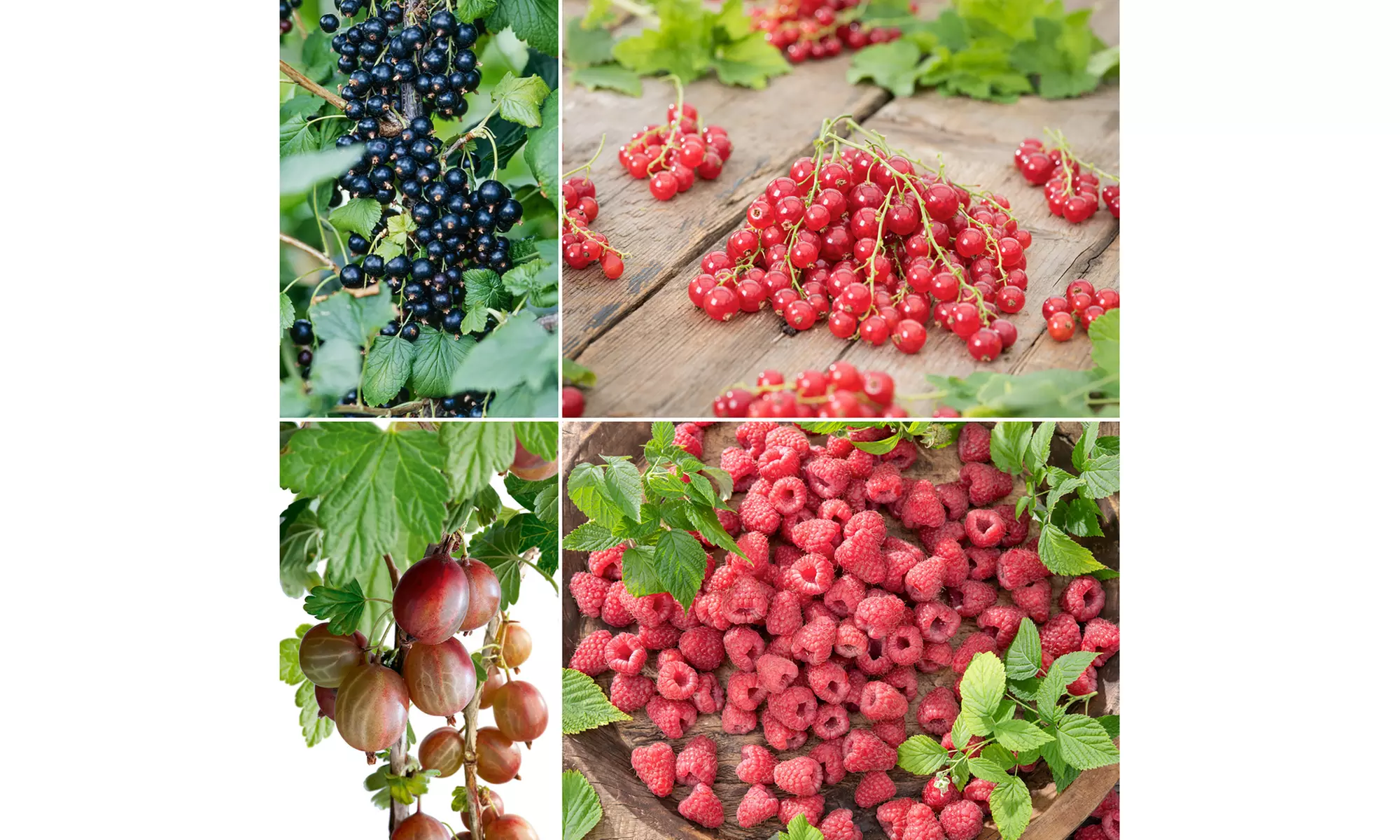 4 of 8 Wilde bos fruitplant