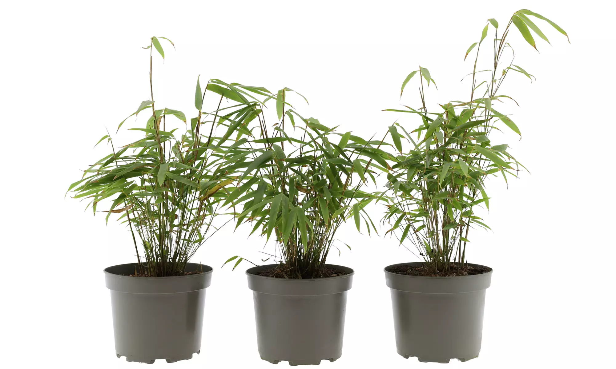 Hasta 6 plantas de bambú Fargesia