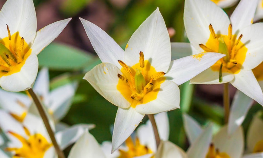 Image 6: 20 or 40 Hardy Tulips 'Rock Garden' Mixed Spring Flowering Bulbs