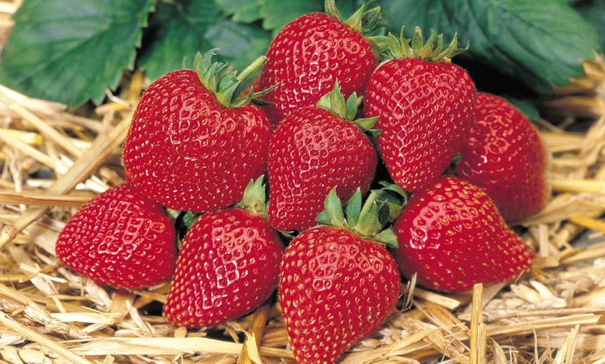 Image 3: Climbing Strawberry Skyline Plants