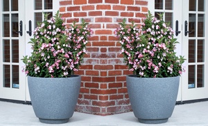 Two Potted Weigela 'Towers of Flowers' Plants