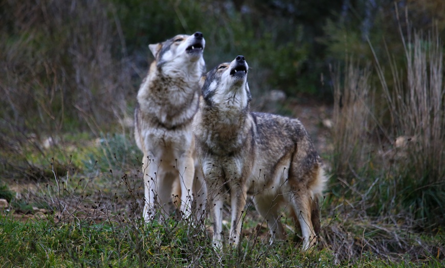 Image 10: Entrada al Lobo Park Antequera con guía experto y vistas a El Torcal