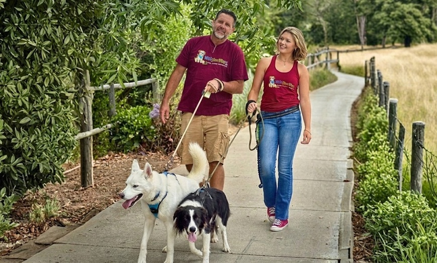 Image 2: 30-Minute GPS-Tracked Dog Walk with Photo & Video Updates
