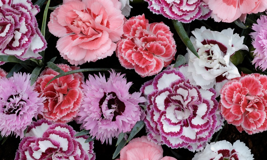 Image 16: Mixed Seasonal Alpine/rockery Plants - Potted or Plug Plants