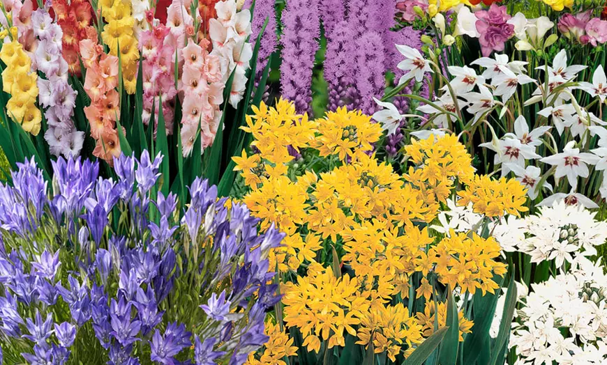 Image 8: Summer Flowering Bulb Collection