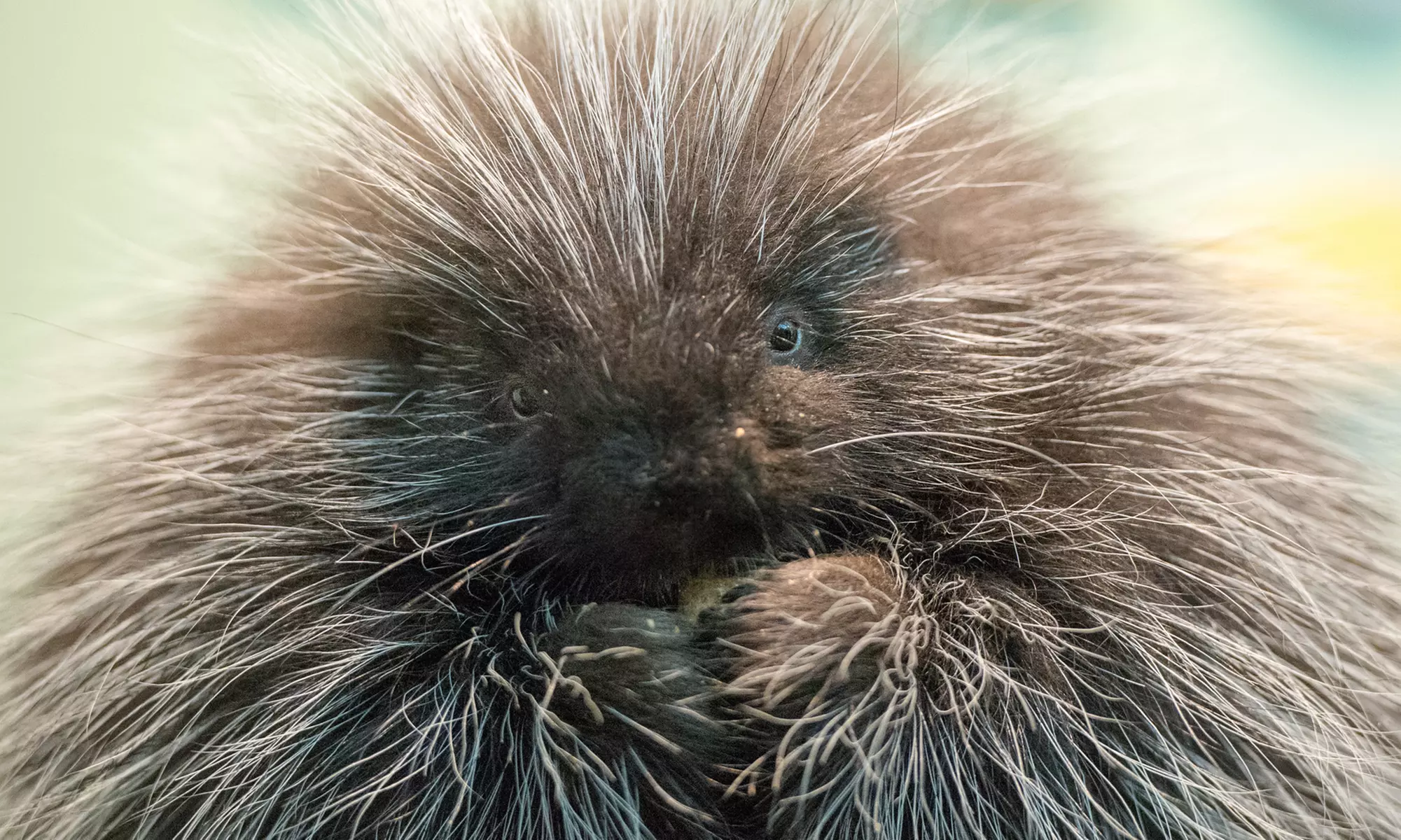 $64 for Family Membership at Lindsay Wildlife Experience ($80 Value) - Primary Image