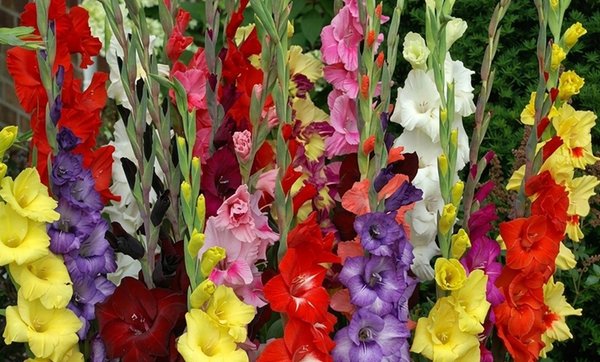Flower Bulbs Collection