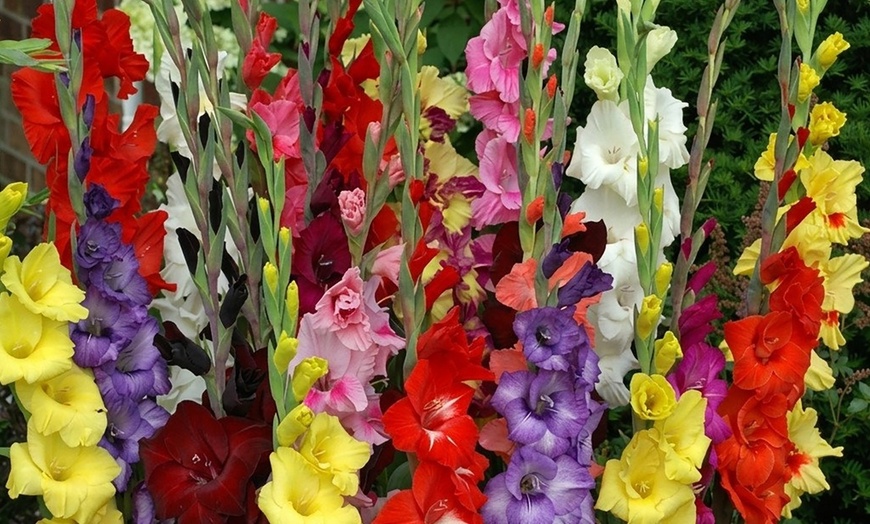 Image 22: Graduation Flower Bulb Collections