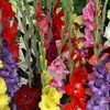 Image 22: Graduation Flower Bulb Collections
