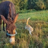Image 4: Poznaj przyjazne zwierzęta: bilety rodzinne do Mini Zoo Uszate Ranczo