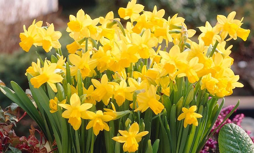 Image 2: Narcissus 'Tête-à-Tête'; Miniature Daffodils Spring Flowering Bulbs