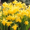 Image 2: Narcissus 'Tête-à-Tête'; Miniature Daffodils Spring Flowering Bulbs