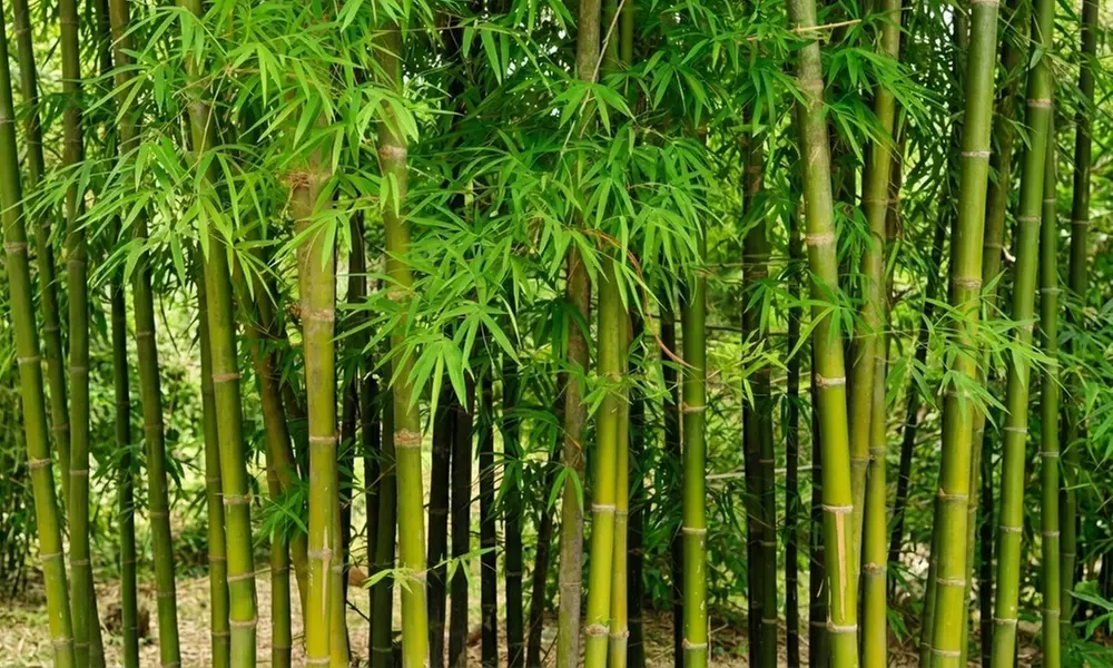 3er- oder 6er-Set Schirmbambus