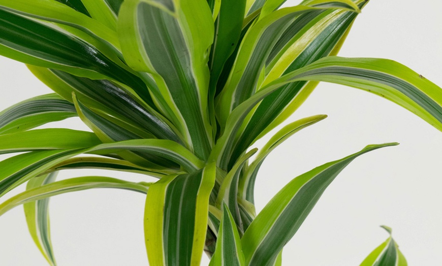 Image 8: Assortiment de 4 "Dragon Trees" de Gardenzo