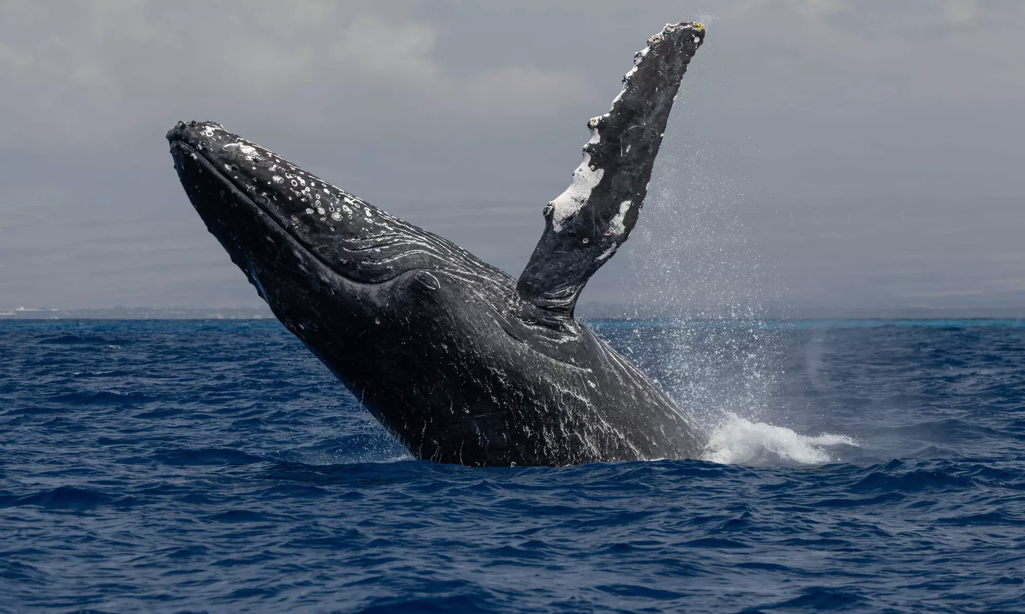 Guaranteed Humpback Whale Watching Tour in Hawaii's Kona Coast