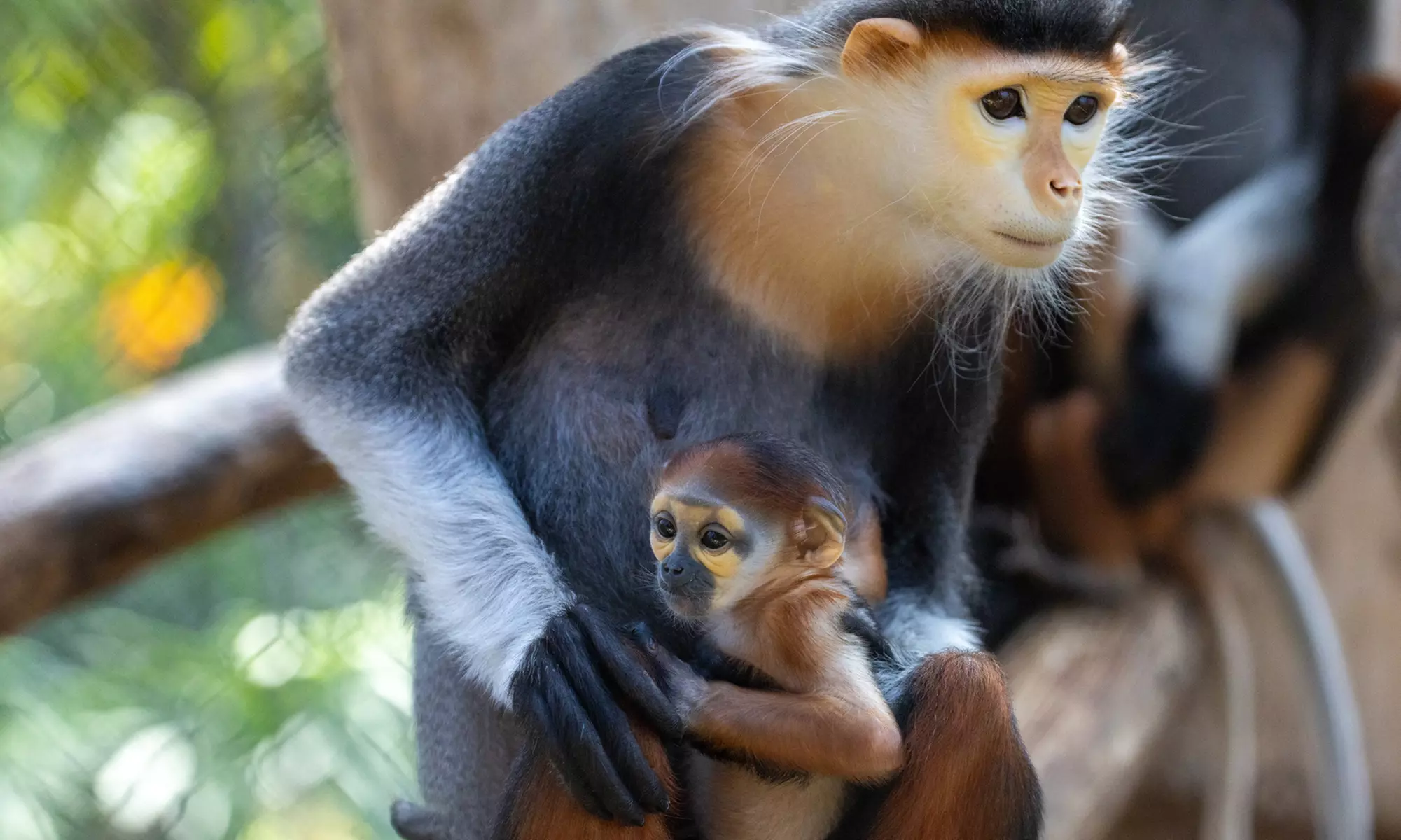ZooParc de Beauval : 1 ou 2 jours pour un tour du monde animal