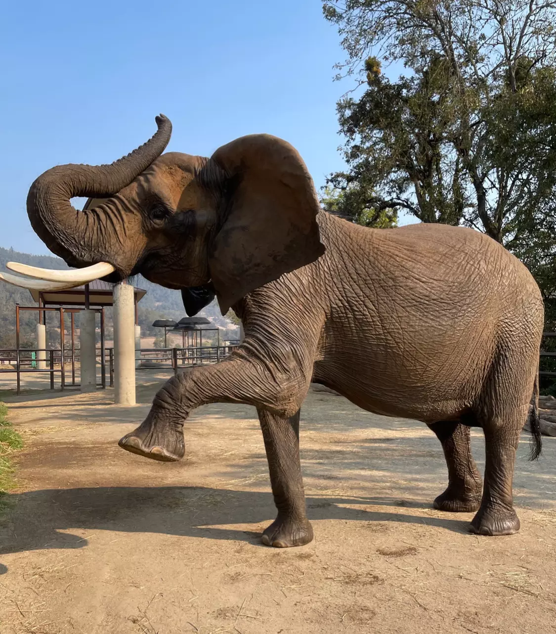 Animal Encounters at Wildlife Safari 