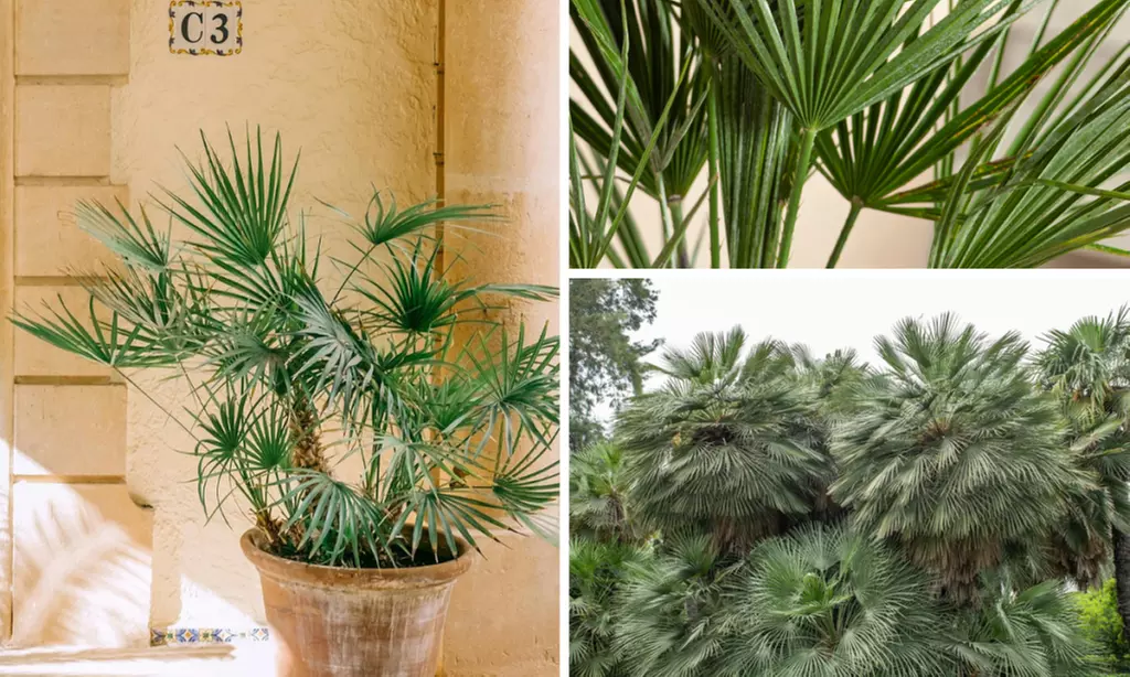 Set de palmeras enanas europeas