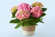 Luxury Lush House Plants from ProFlowers for Every Milestone Celebration (Up to 50% Off) - Second Medium