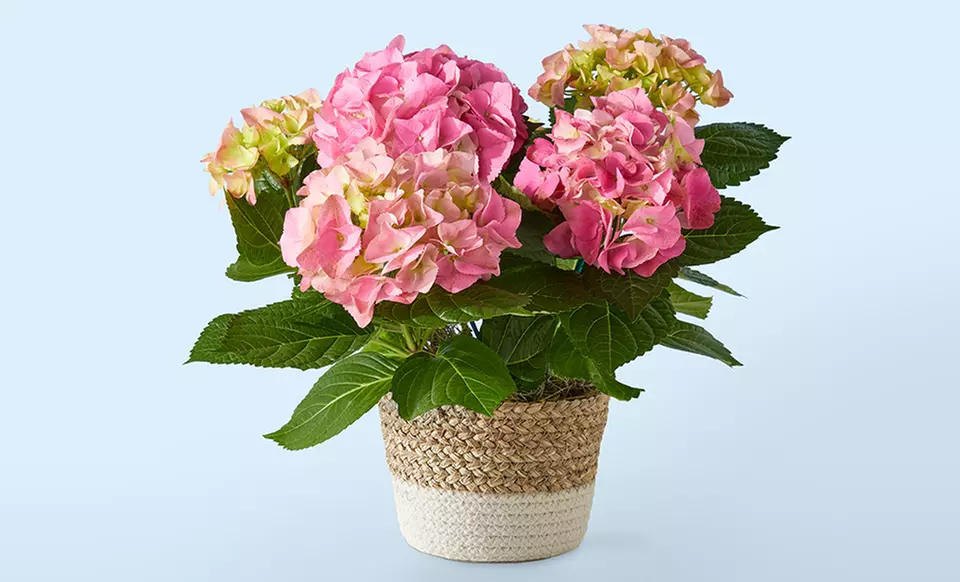 ProFlowers: Elegant Plants for Life's Special Moments (Up to 50% Off)
