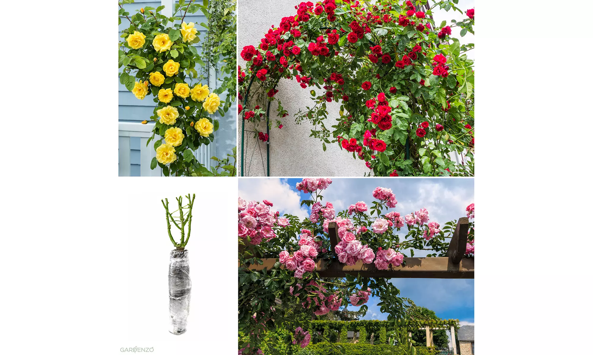 Set di 3 o 4 rose rampicanti