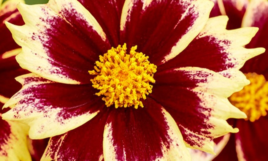 Image 2: Tickseed Flower Collection