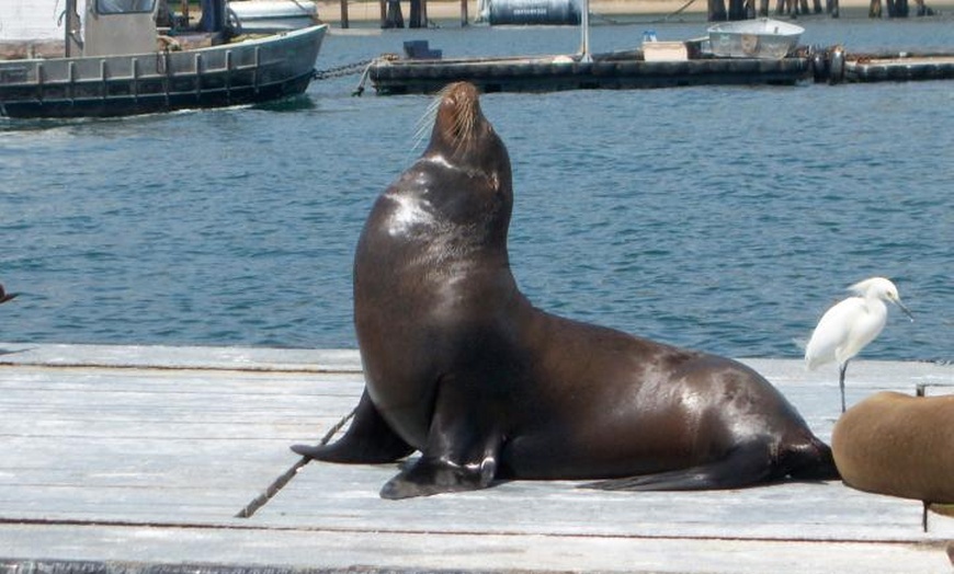 Image 6: Experience Mesmerizing Whale Watching Adventure on a Luxurious Cruise 