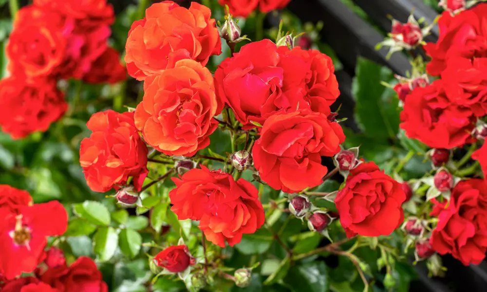 Lot de 2 rosiers grimpants avec pot de culture - Primary Image