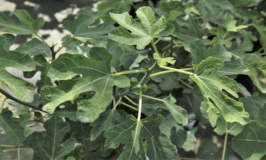 Image 3: One or Two Fig 'Brown Turkey' Potted Plants