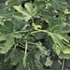 Image 3: One or Two Fig 'Brown Turkey' Potted Plants