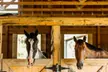 Uncover the Joy of 60-Minute Horseback Riding 1, 2, or 4 Lessons at The Stables on Buck Lake (Up to 20% Off) - Second Medium