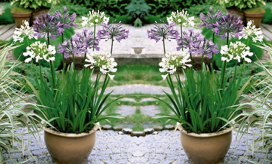 Image 9: Agapanthus Collection - 3 or 6 Potted Plants
