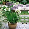 Image 9: Agapanthus Collection - 3 or 6 Potted Plants