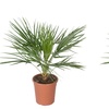 Image 6: 1 ou 2 plants de Chamaerops Humilis 