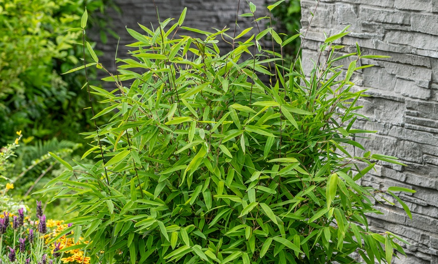 Image 16: Bambou Fargesia, non invasif