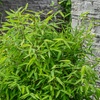 Image 16: Bambou Fargesia, non invasif