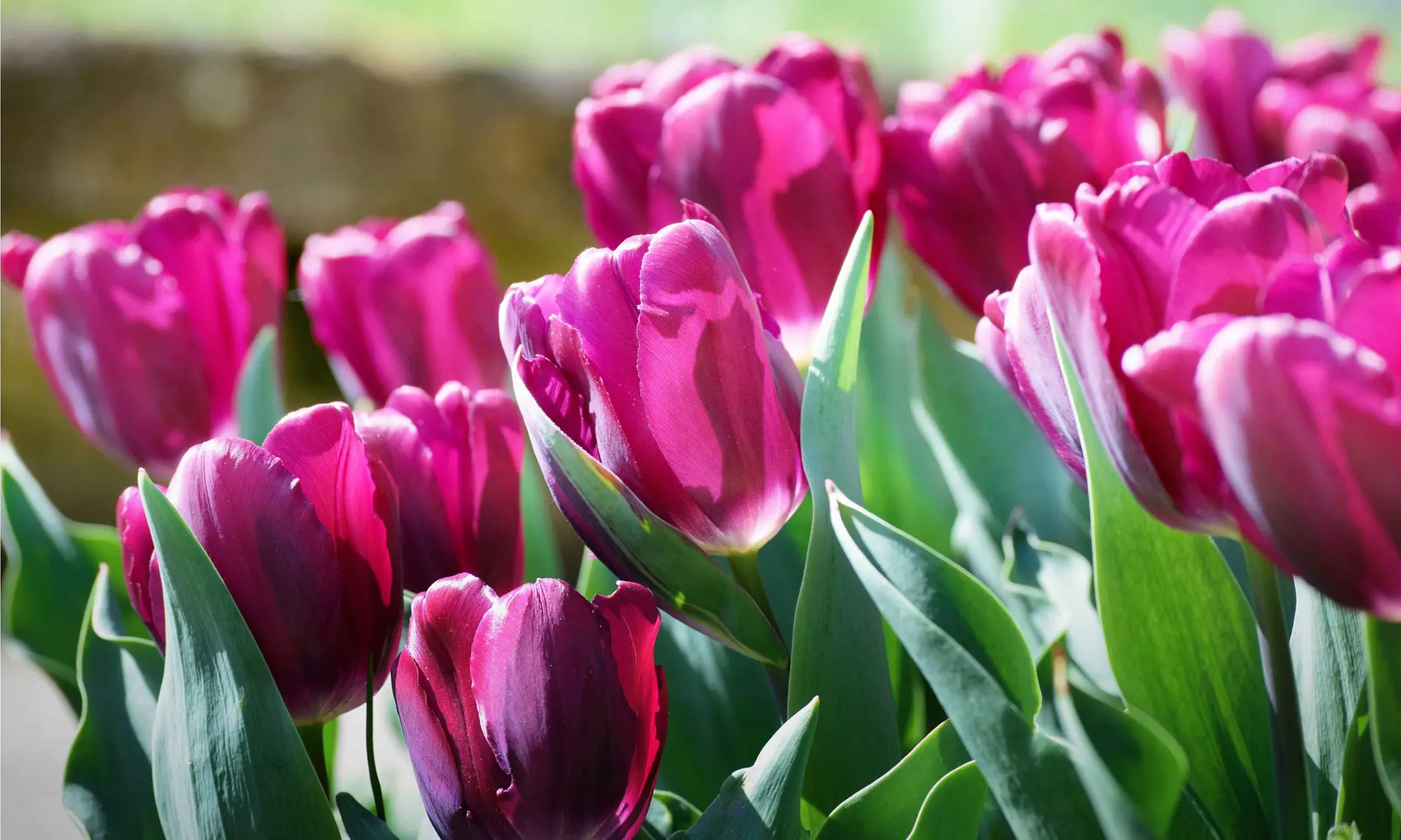 Lavender Purple Trophy Tulip Flowers (10, 20, & 40 Bulbs With Planting Tool)