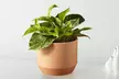 Same-Day Plant Gifts from FTD.com: Unique Plants and Succulents Collection Up to 50% Off - Second Medium
