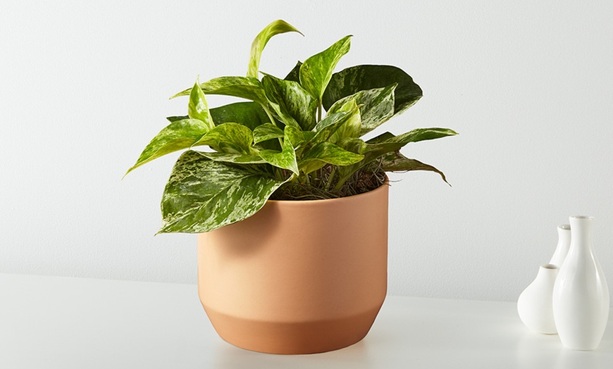 Image 7: Unique Plant Gifts FTD.com Same-Day Delivery Up to 58% Off