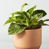 Image 7: Unique Live Plant Gifts FTD.com Same-Day Delivery Up to 55% Off