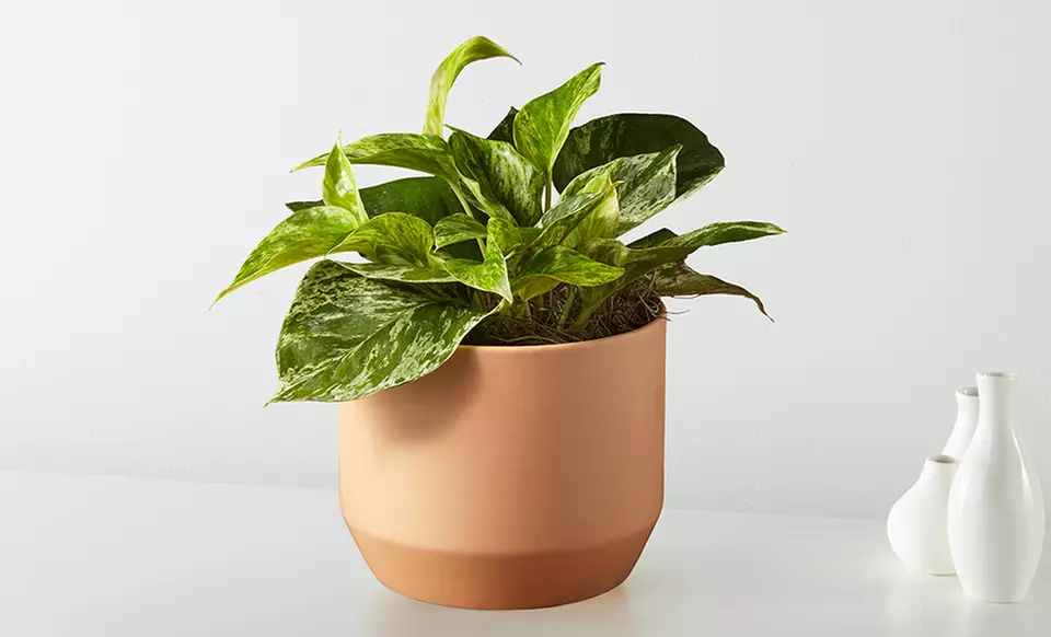 Unique Plant Gifts FTD.com Sustainable Succulents and Plants Lula’s Garden Collection Up to 55% Off