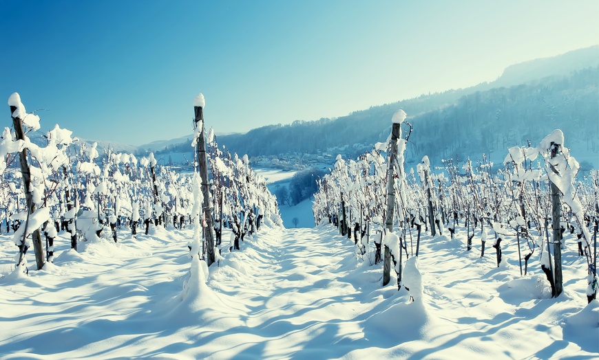 Image 4: Full Day Niagara Wine Tour with Transportation for Up To Four People