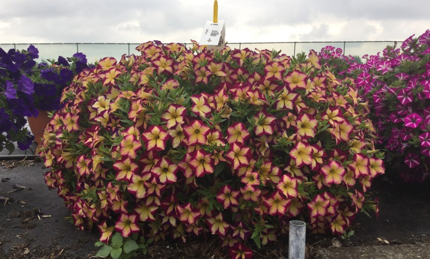 Image 3: 5, 10 or 20 Petunia 'Surfinia Star Burgundy' Plants