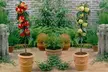 Dwarf Patio Fruit Tree Collection - 3 or 5 Potted Plants - Second Medium