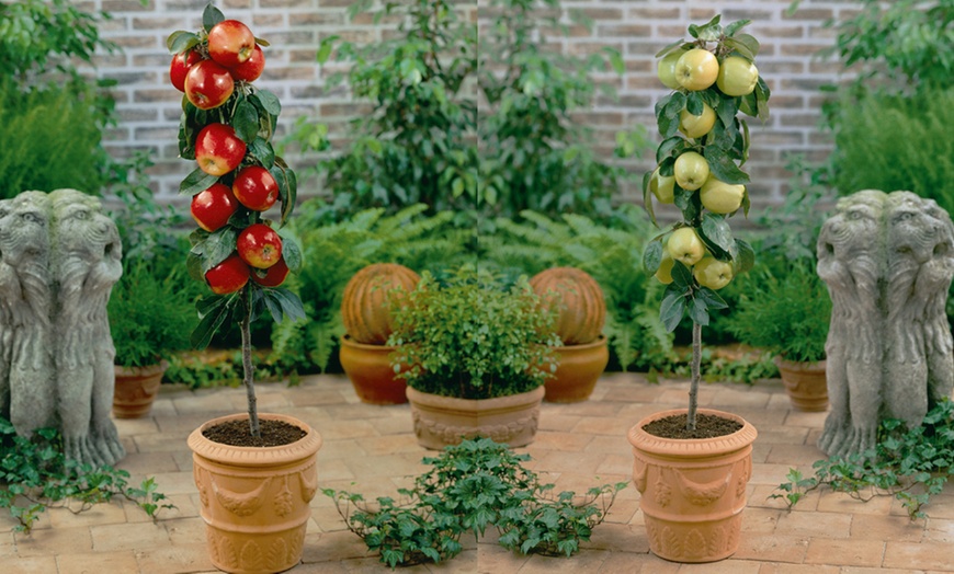 Image 2: Three or Five Dwarf Patio Fruit Tree Collection Potted Plants