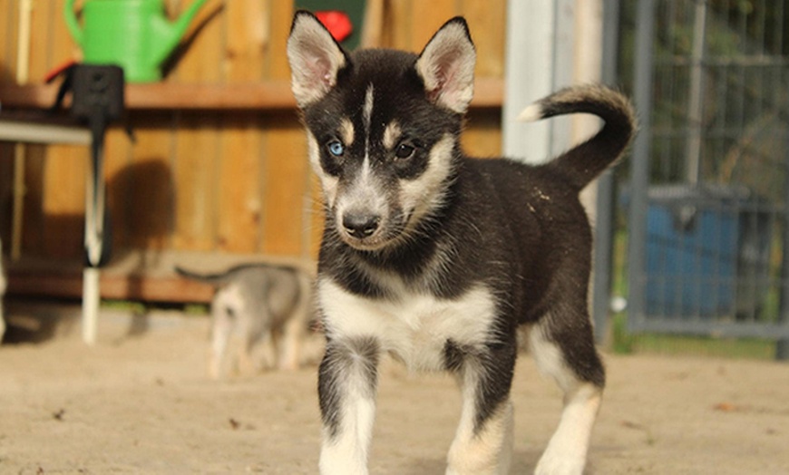 Image 1: Wandel, speel of knuffel met Husky’s  + optioneel een high tea