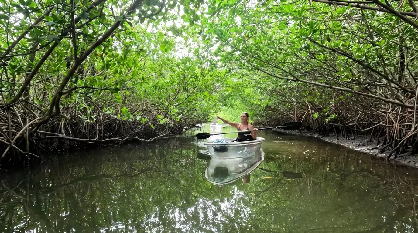 Explore Clam Bayou with a 2 hr Clear Kayak Solo or Tandem Adventure