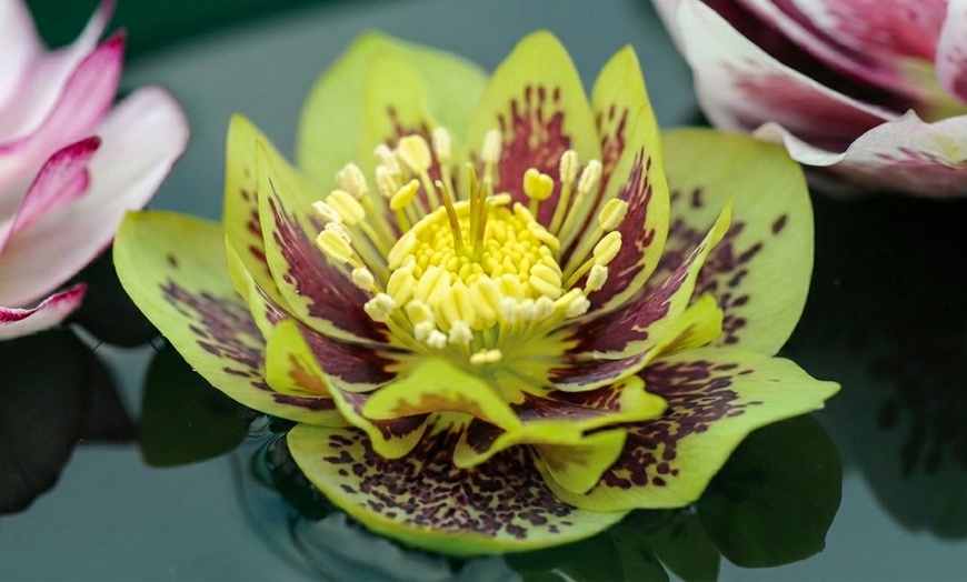 Image 4: Hellebore Breeder’s Mix Winter-Flowering Perennial Plug Plants