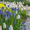 Image 2: Lote de 50, 100 o 200 bulbos de Muscari Armeniacum y White Magic