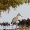 Image 8: Crystal Clear Kayak 2-Hour Guided Tour – Chula Vista Estuary